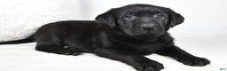 Labrador Retriever dogs for sale: Maggie - Ad 6