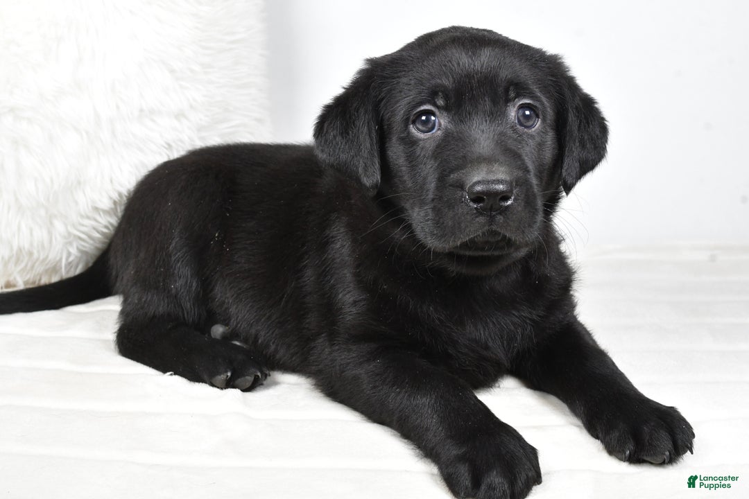 Labrador Retriever dogs for sale: Maggie - Ad 6