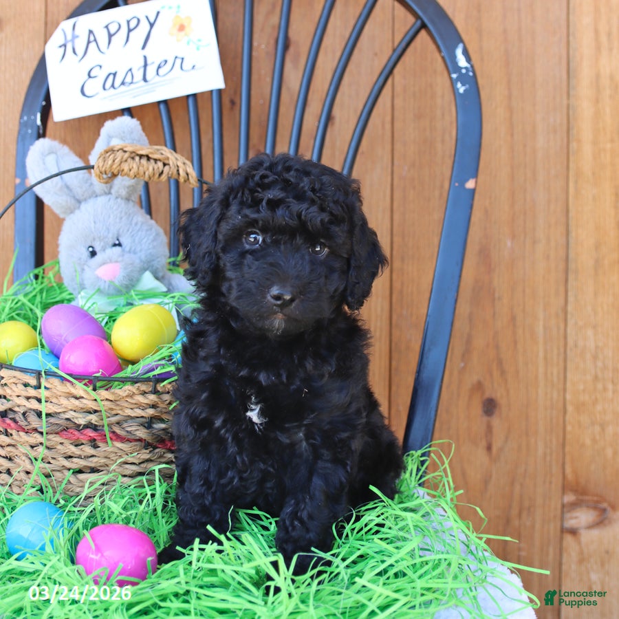 Mini Goldendoodle dogs Shadow - Ad 1