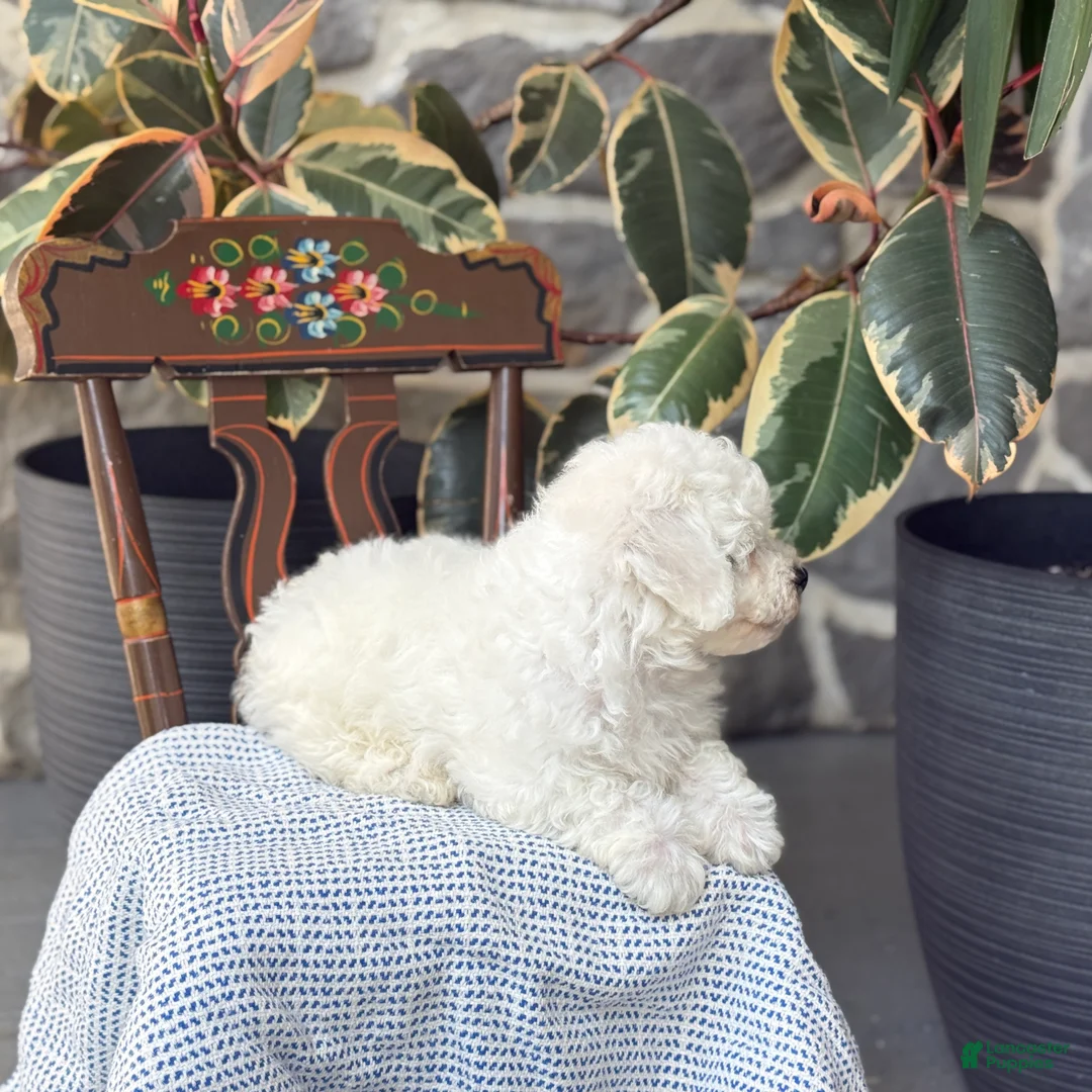 Bichon Frise dogs for sale: Jethro - Ad 2