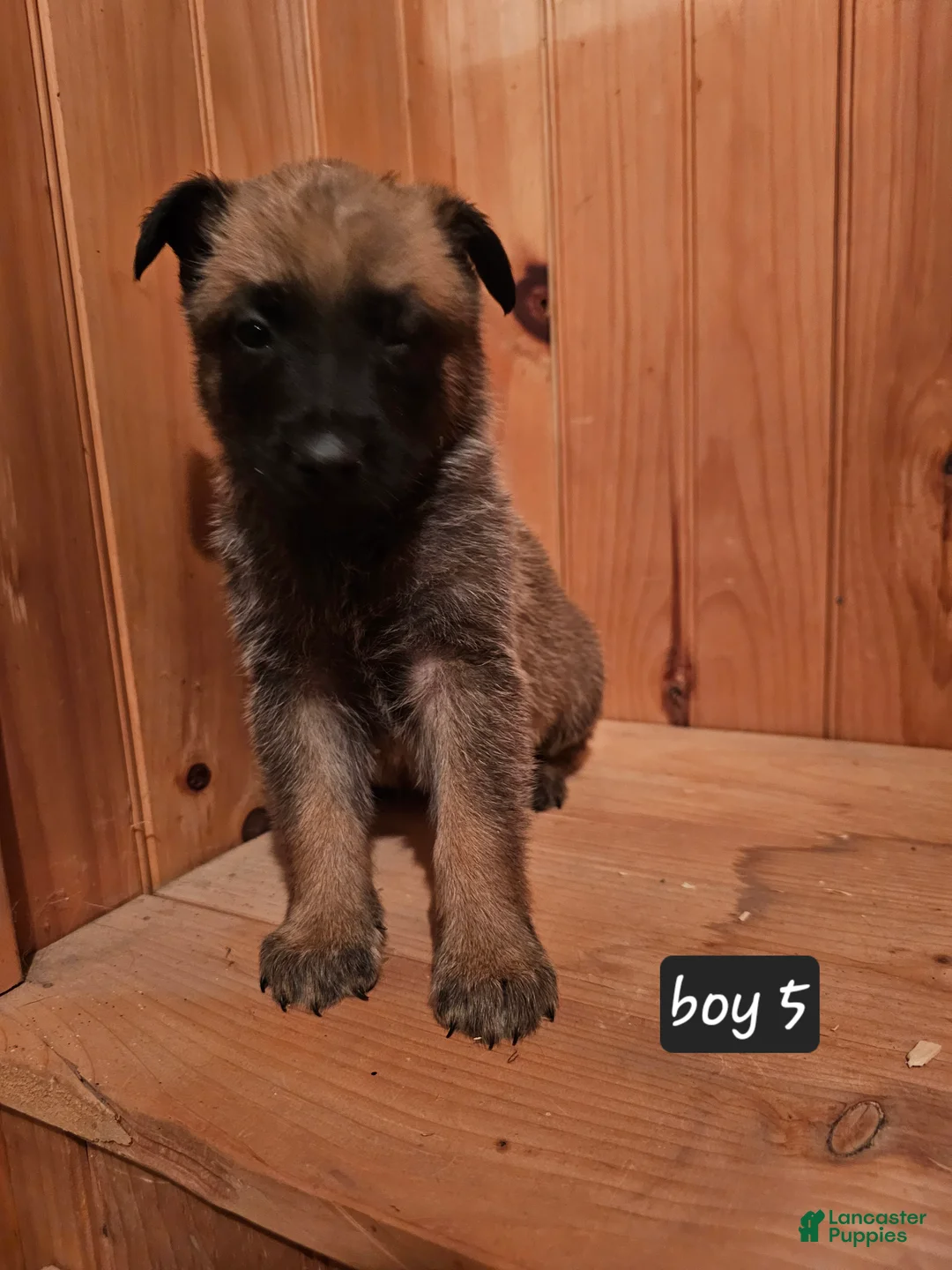 Belgian Malinois dogs for sale: Belgian Malinois Puppy 5 - Ad 5