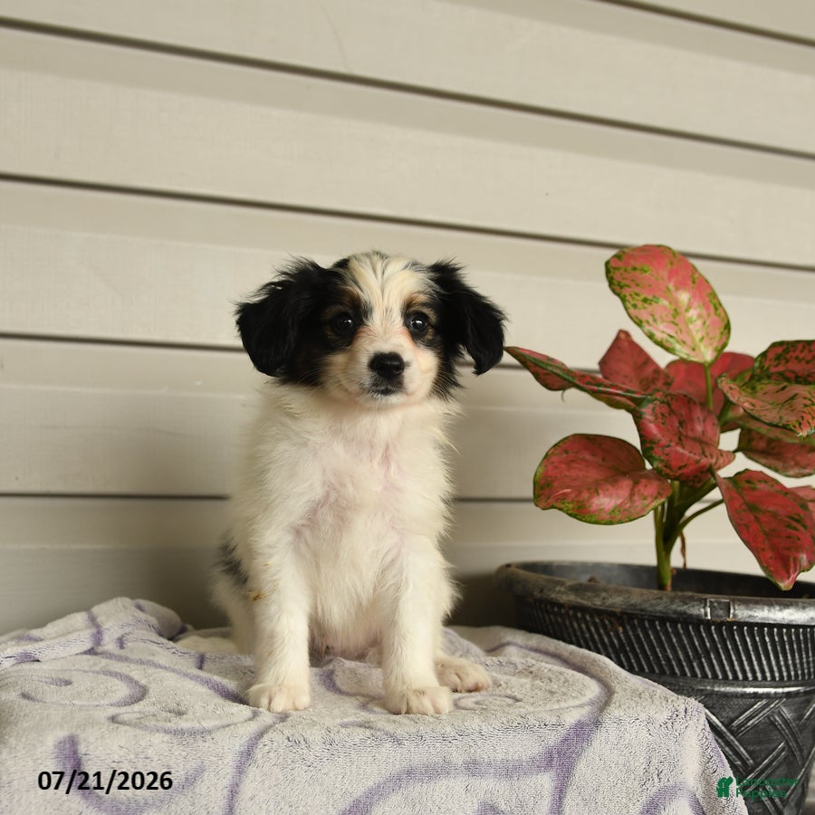 Papillon dogs Rascal - Ad 2
