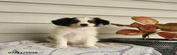 Papillon dogs for sale: Rascal - Ad 2