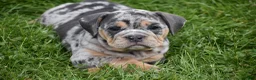 Beabull dogs for sale: Athena  - Ad 10