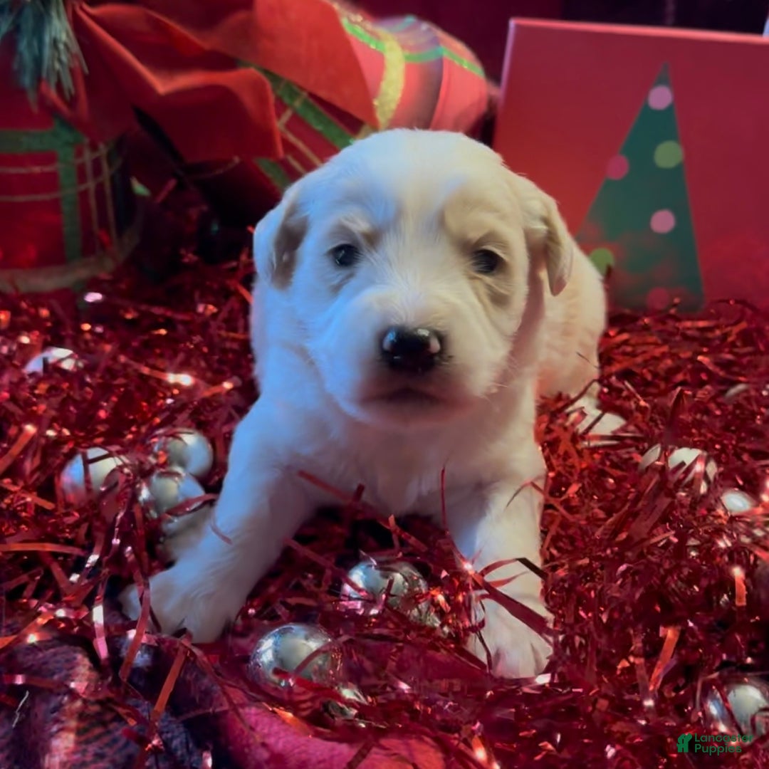 Mini Goldendoodle dogs for sale: Frosty  - Ad 7