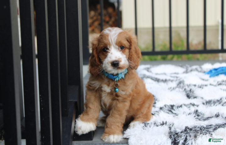 Cockapoo dogs Leo - Ad 1
