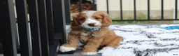 Cockapoo dogs for sale: Leo - Ad 1