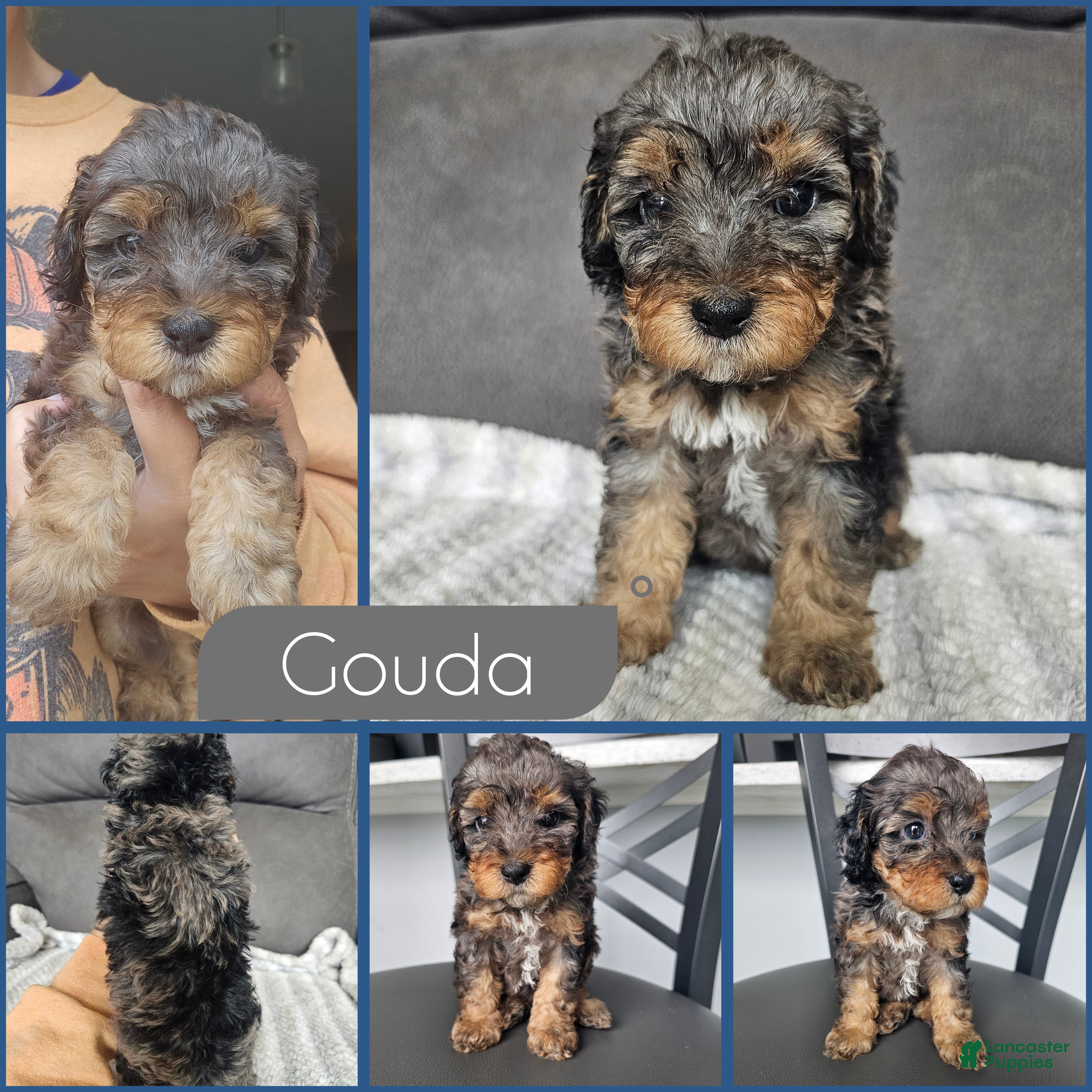 Cockapoo dogs Gouda - Ad 1