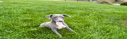 Italian Greyhound dogs for sale: Sadie  - Ad 7