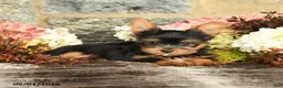 Yorkshire Terrier dogs for sale: Nelson - Ad 4