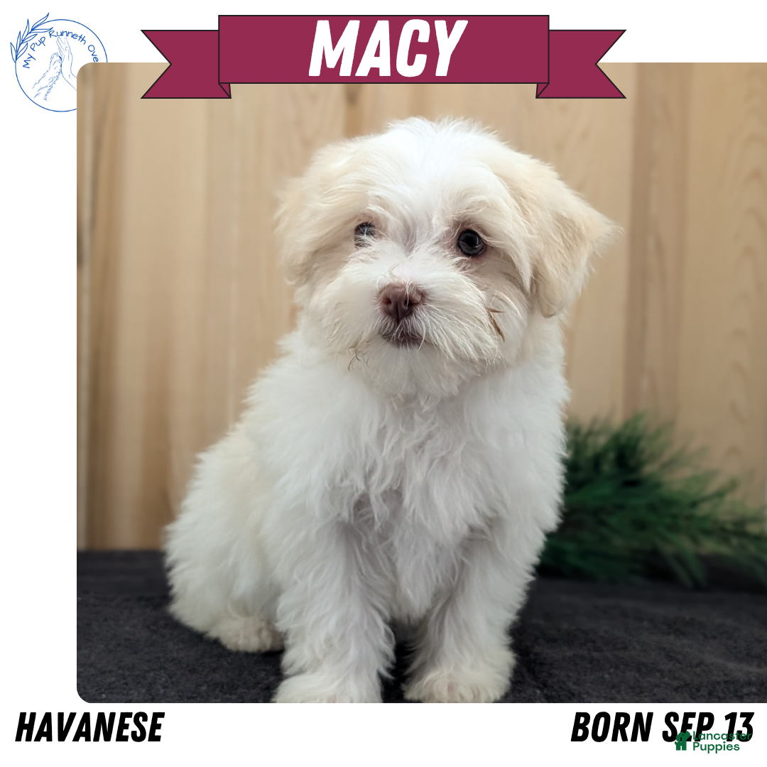 Havanese dogs for sale: Macy - Ad 1