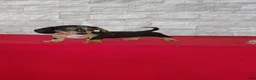 Miniature Dachshund dogs for sale: Stacy - Ad 7