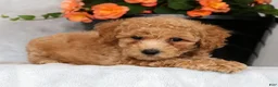 Bichpoo dogs for sale: Glory - Ad 4