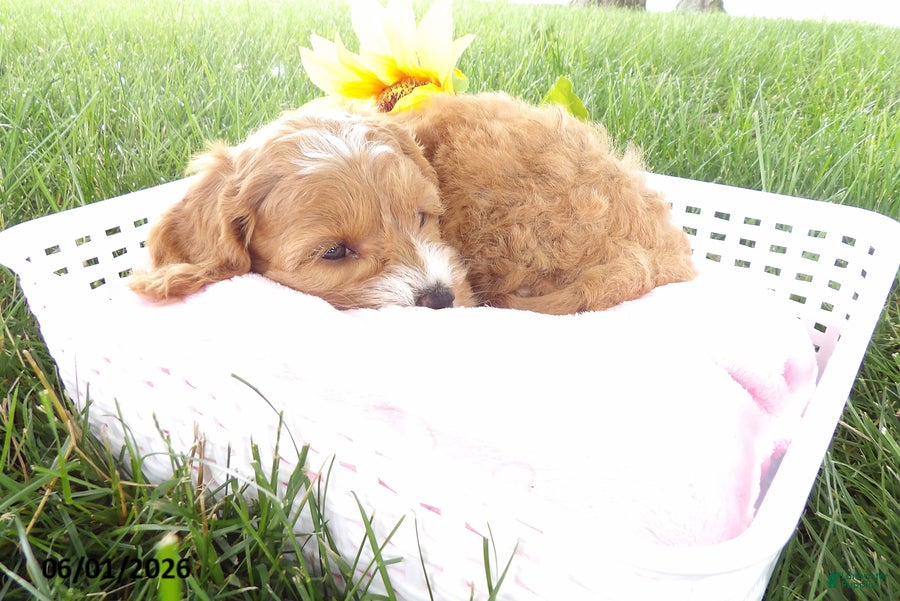 Cockapoo dogs for sale: Petunia - Ad 3