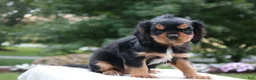 Cavalier King Charles Spaniel dogs for sale: Trixy - Ad 3