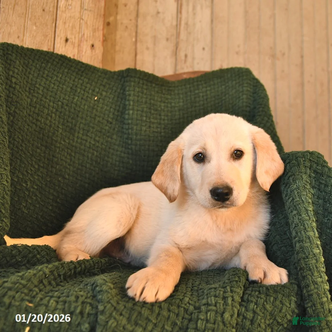 Mixed Breed dogs for sale: Cooper  - Ad 2