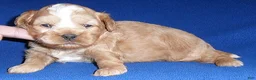 Shihpoo dogs for sale: Teddy - Ad 3