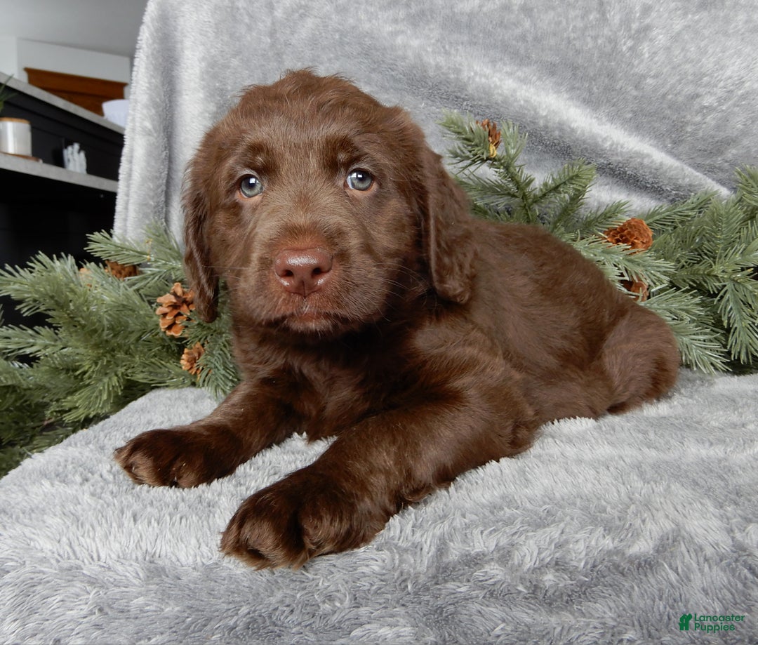 Labradoodle dogs for sale: Mrs. Claus  - Ad 7