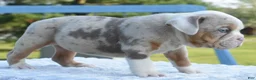 Mixed Breed dogs for sale: Maggie mini hybrid bulldog  - Ad 26