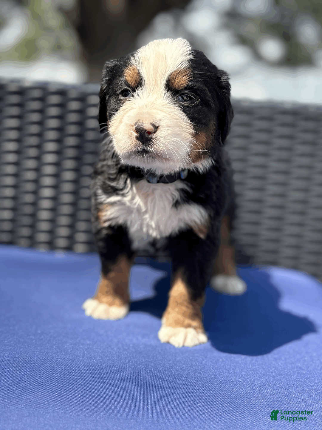 Bernese Mountain Dog dogs for sale: Charm  - Ad 1