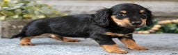 Miniature Dachshund dogs for sale: Hunter - Ad 3