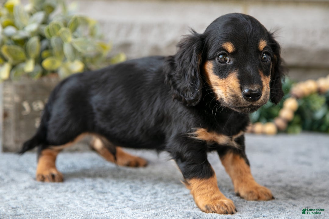 Miniature Dachshund dogs for sale: Hunter - Ad 3