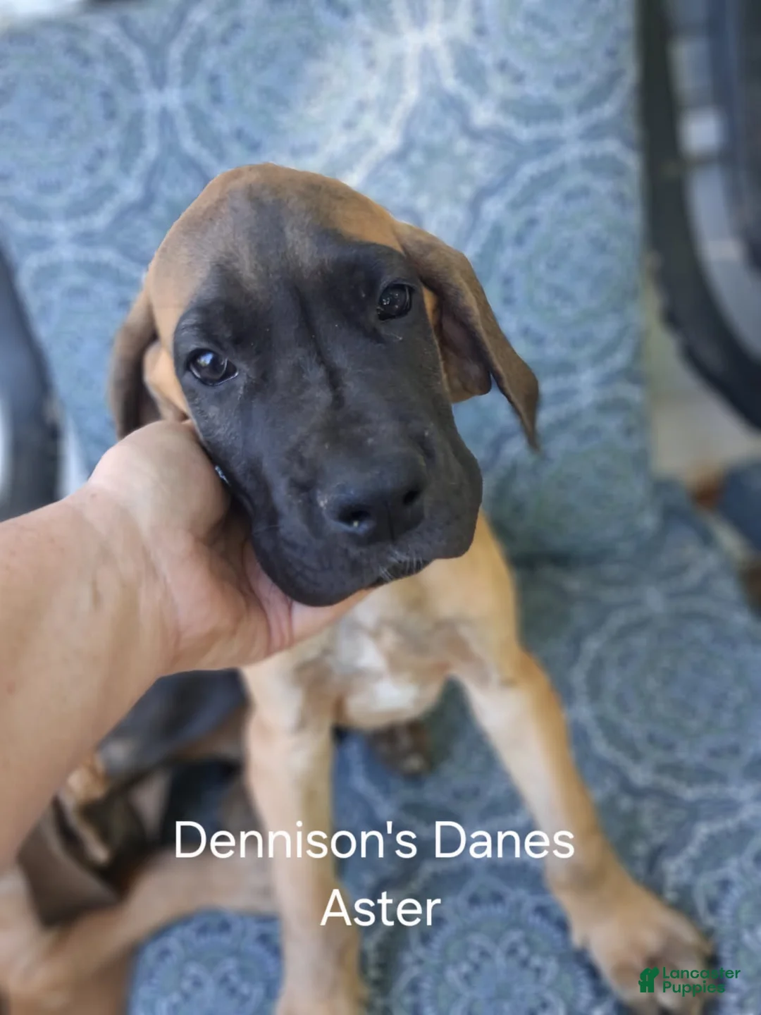 Great Dane dogs for sale: Aster - Ad 2