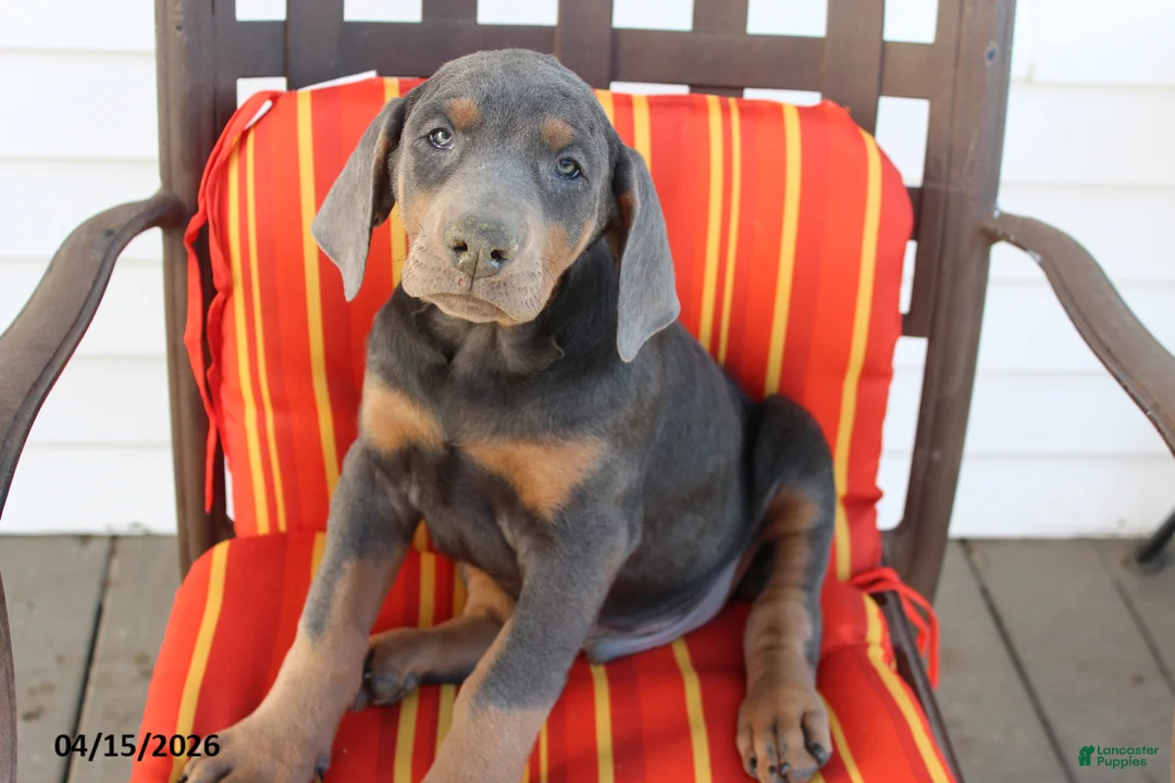 Doberman Pinscher dogs for sale: Rowdy - Ad 1