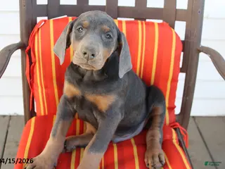 Doberman Pinscher dogs for sale: Rowdy - Ad 3