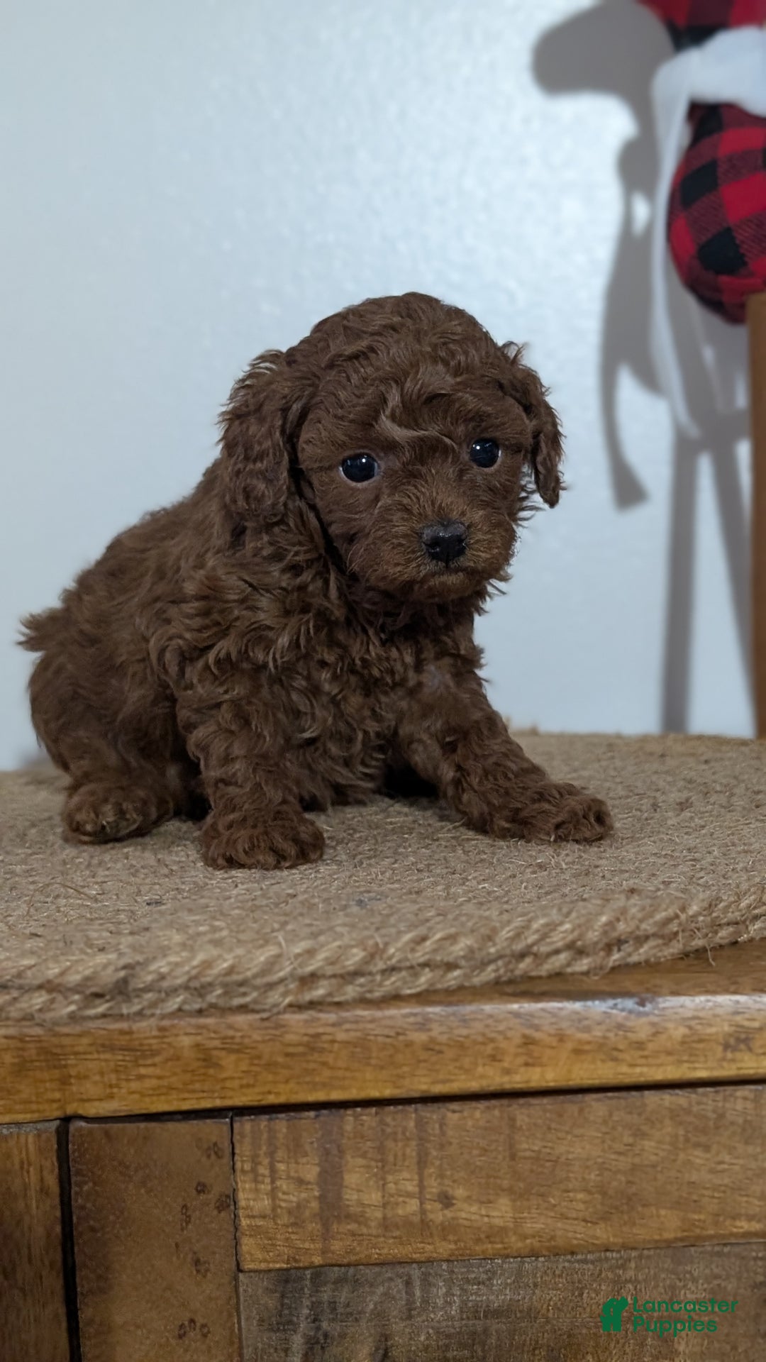 Miniature Poodle dogs for sale: Malia - Ad 7
