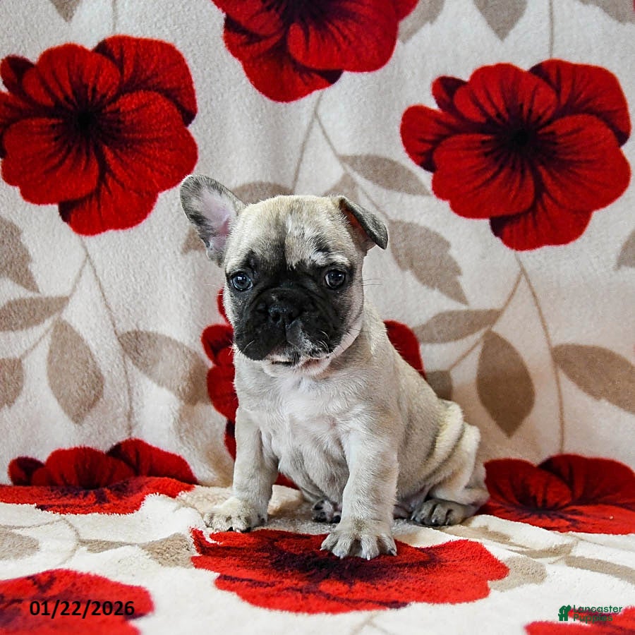 French Bulldog dogs Buckee - Ad 2
