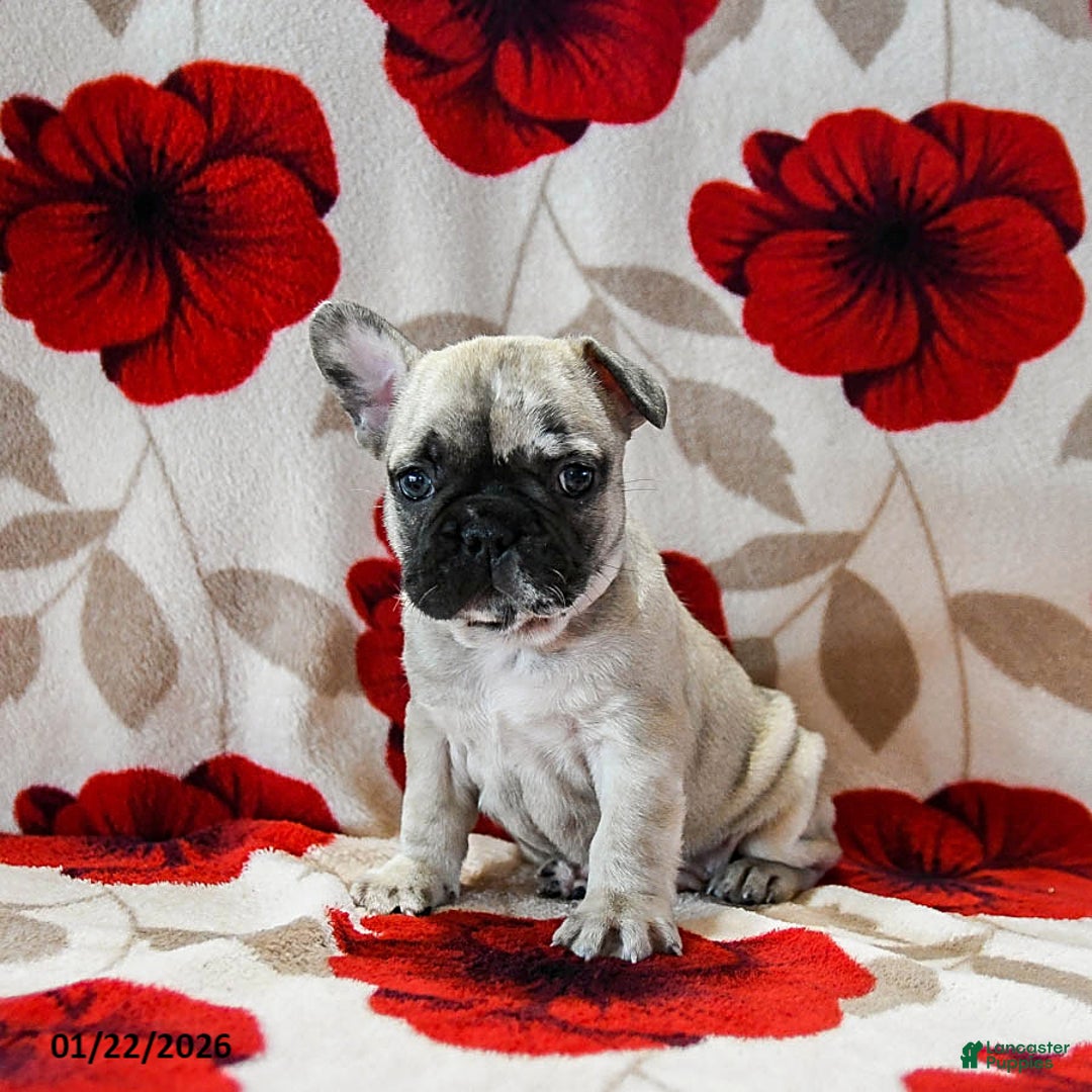 French Bulldog dogs for sale: Buckee - Ad 2