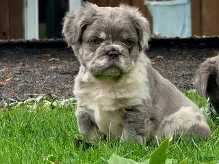 French Bulldog dogs Cody - Ad 34
