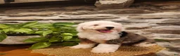 Mini Bernedoodle dogs for sale: ESME - FEMALE Mini Bernedoodle 4 - Ad 19