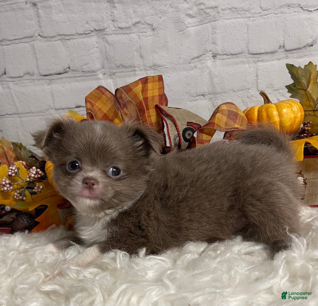 Chihuahua dogs for sale: Chihuahua Puppy 2 - Ad 3