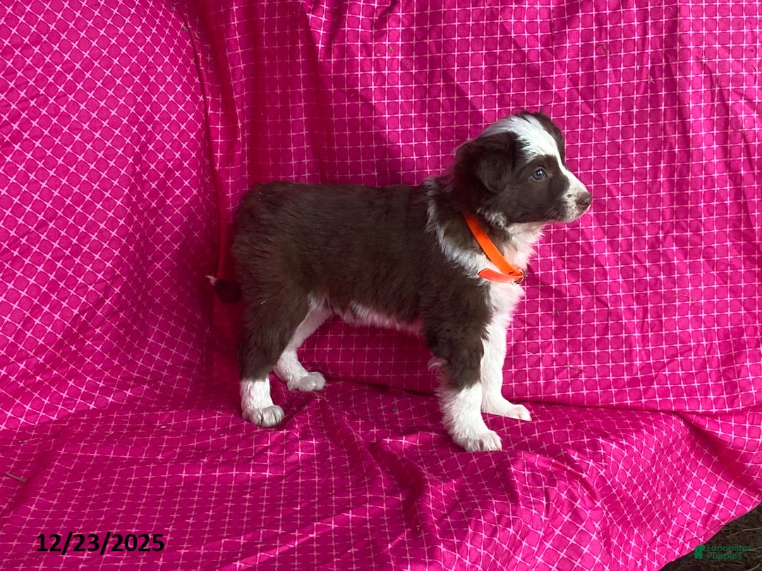 Mixed Breed dogs for sale: Ginger - Ad 5