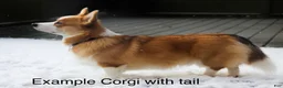 Welsh Corgi Pembroke dogs for sale: Charlie tailed baby - Ad 7