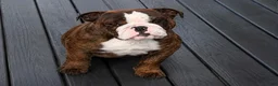 English Bulldog dogs for sale: English Bulldog 1 - Ad 1