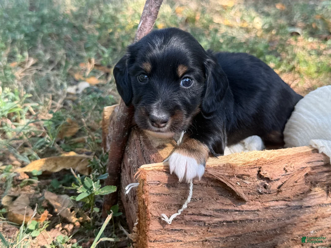 Miniature Dachshund dogs for sale: Black Boy - Ad 2