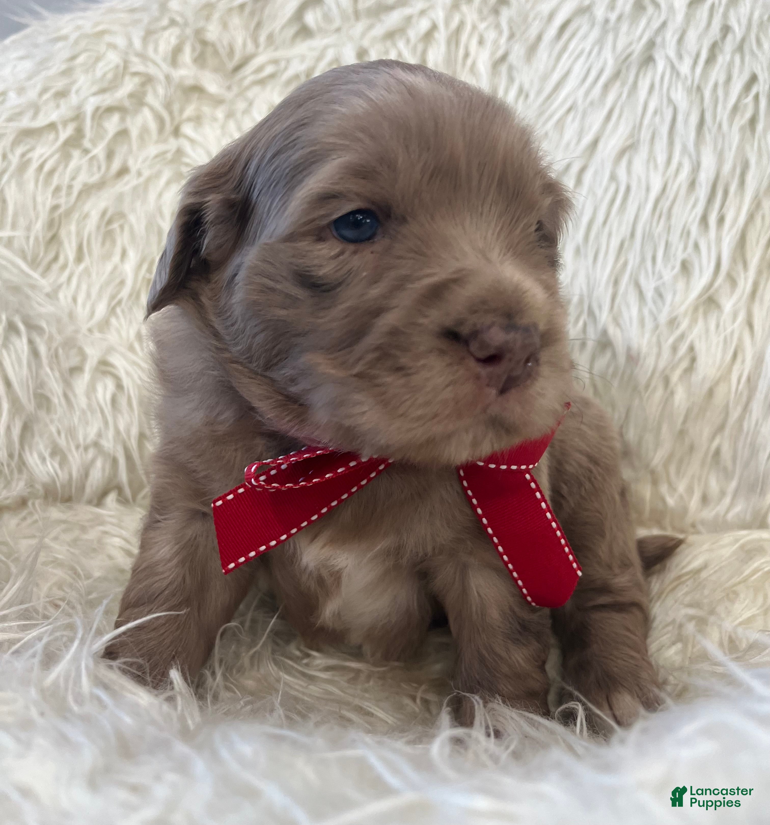 Mixed Breed dogs Max - Ad 26