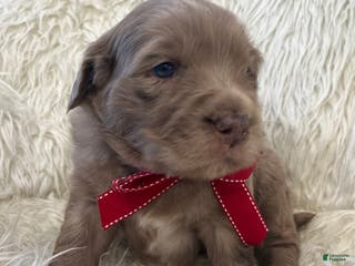 Mixed Breed dogs Max - Ad 40