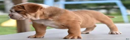 Mixed Breed dogs for sale: Hercules Bulldog hybrid  - Ad 35