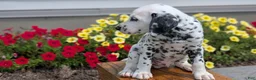 Dalmatian dogs for sale: Oliver - Ad 5