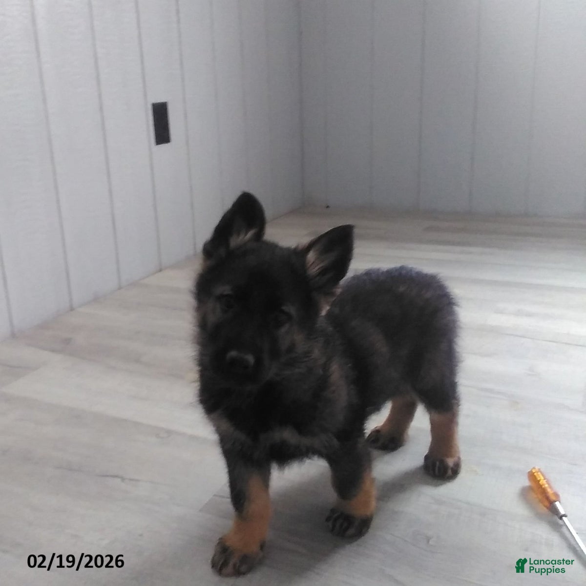 German Shepherd dogs Lion - Ad 1