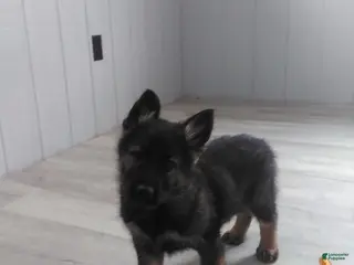 German Shepherd dogs for sale: Lion - Ad 1