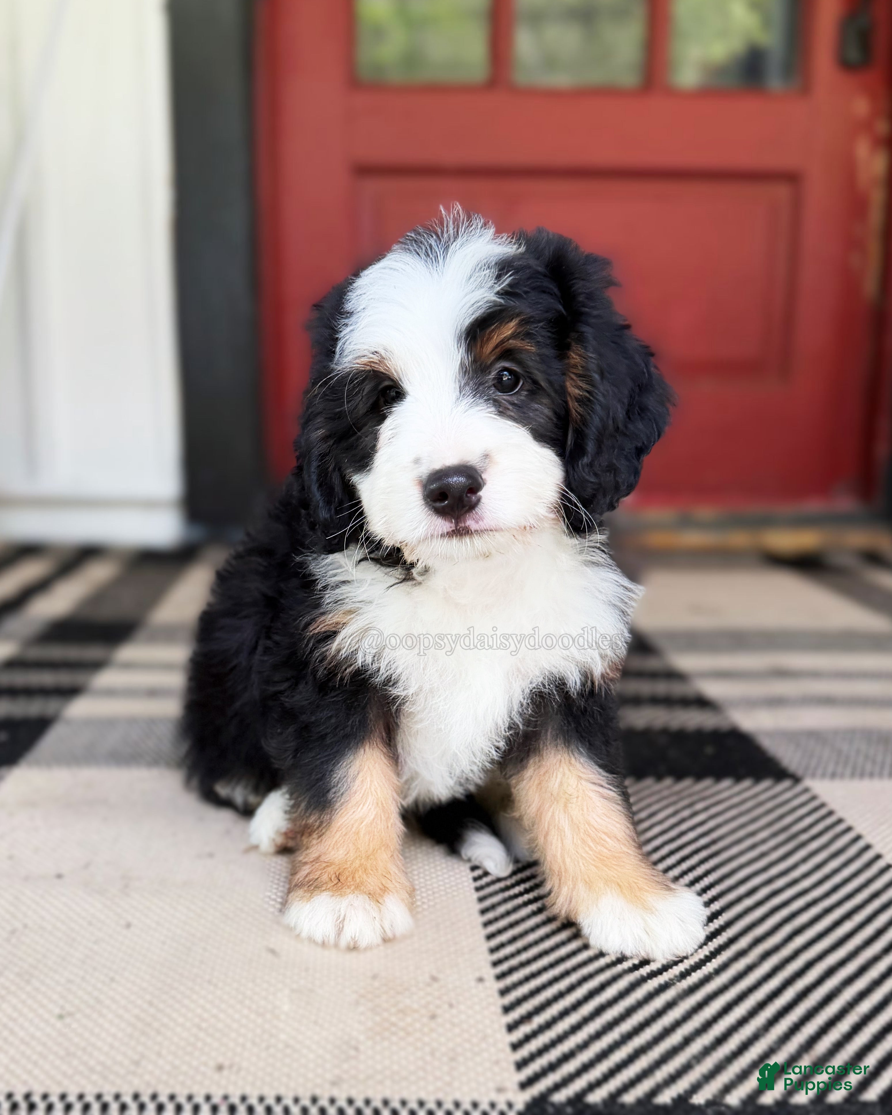 Mini Bernedoodle dogs Bullseye - Ad 15