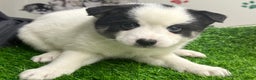 Mixed Breed dogs for sale: Frost - Ad 2