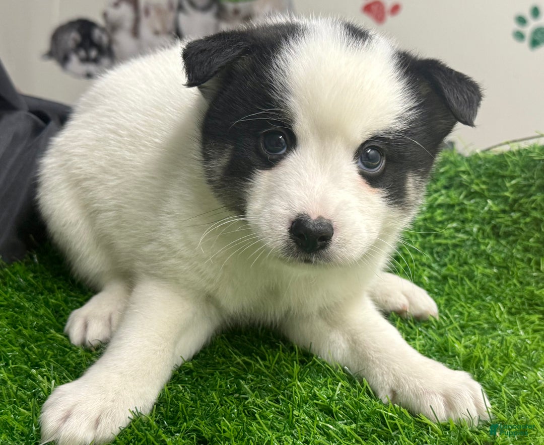 Mixed Breed dogs for sale: Frost - Ad 2