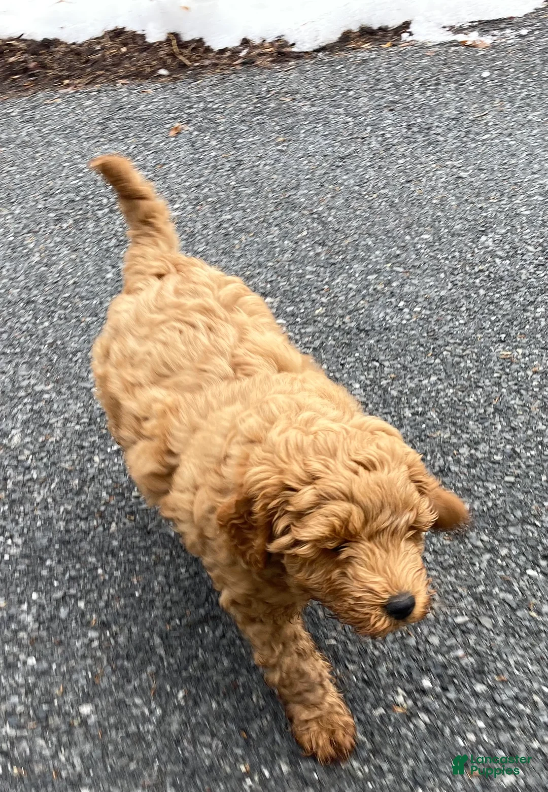 Labradoodle dogs for sale: Maverick - Ad 6
