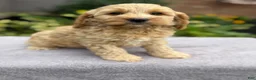 Cockapoo dogs for sale: Polly - Ad 4